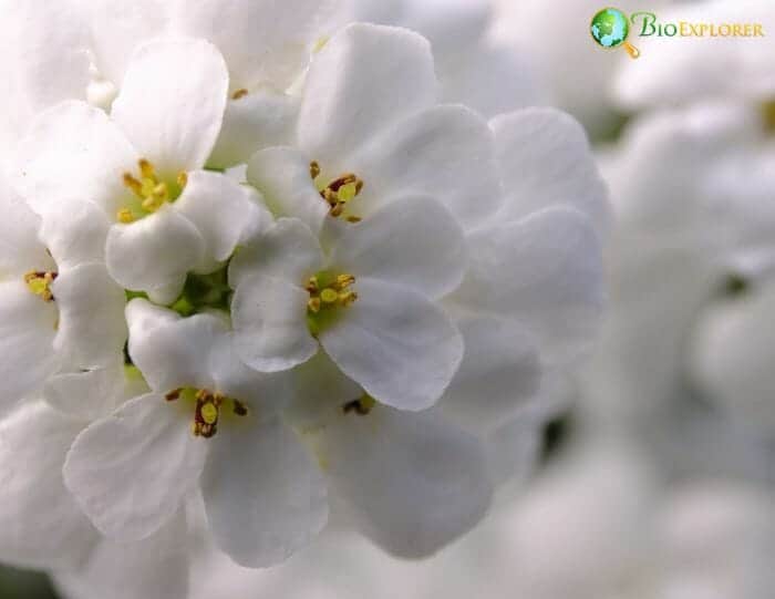 Candytuft