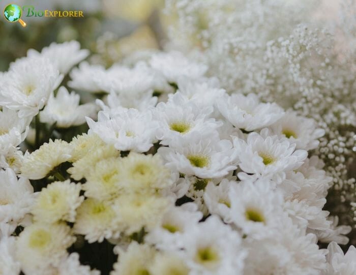 White Caspia Flowers White Caspia Flowers