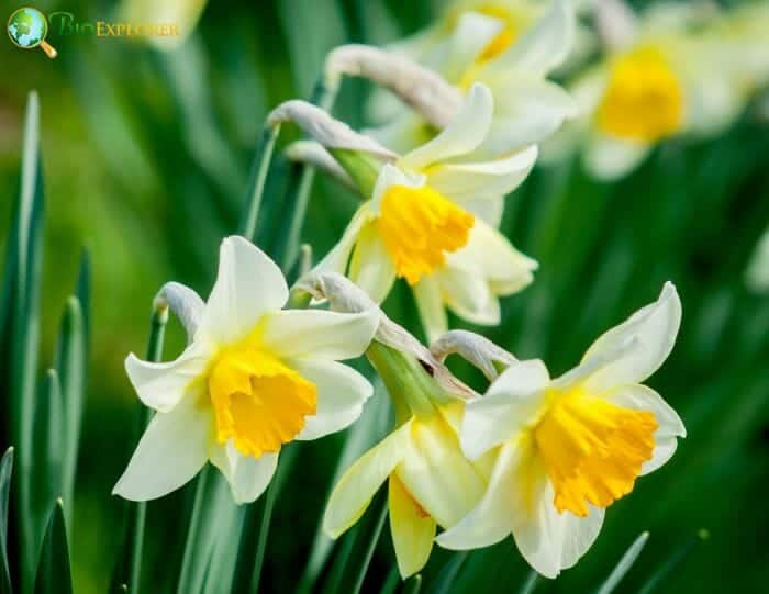 White Daffodil Flowers White Daffodil Flowers