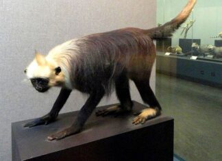 White-headed Langur
