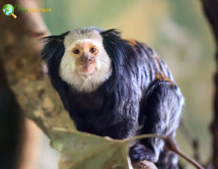 White-Headed Marmoset