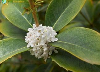Holly