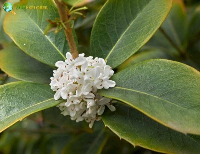 Holly