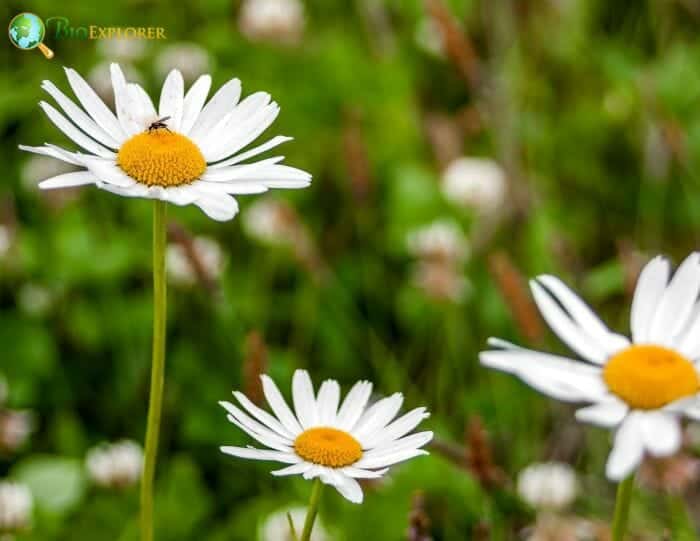 White Marguerite Daisy Flowers White Marguerite Daisy Flowers