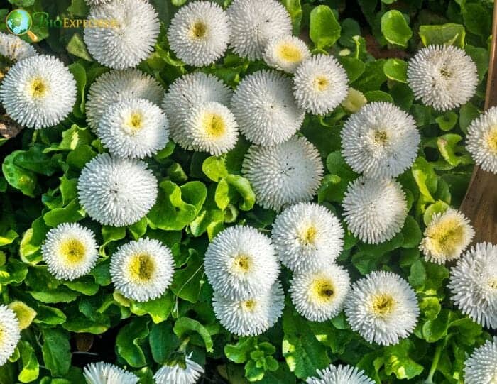 White Matsumoto Flowers White Matsumoto Flowers