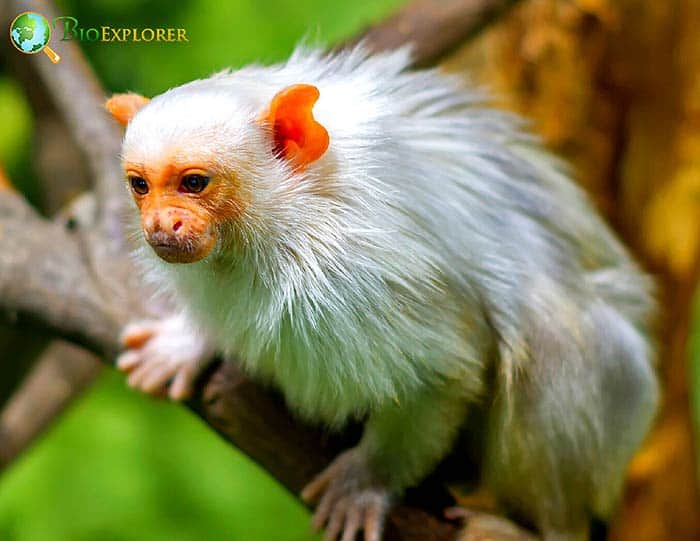 White Monkeys