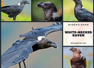 White-necked Raven