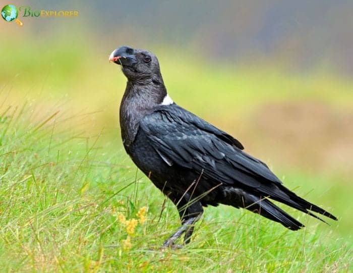 White Necked Raven White Necked Raven