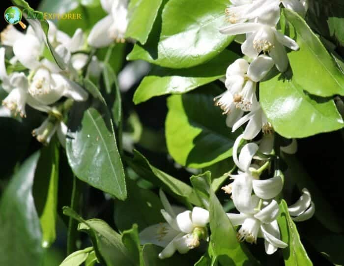 White Orange Blossom White Orange Blossom
