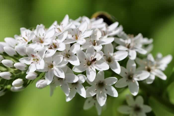 White Spiked Loosestrife White Spiked Loosestrife