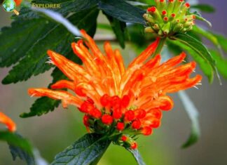 Wild Dagga