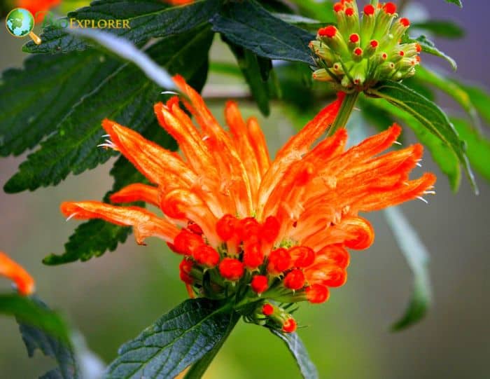Wild Dagga