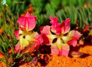 Wreath Lechenaultia
