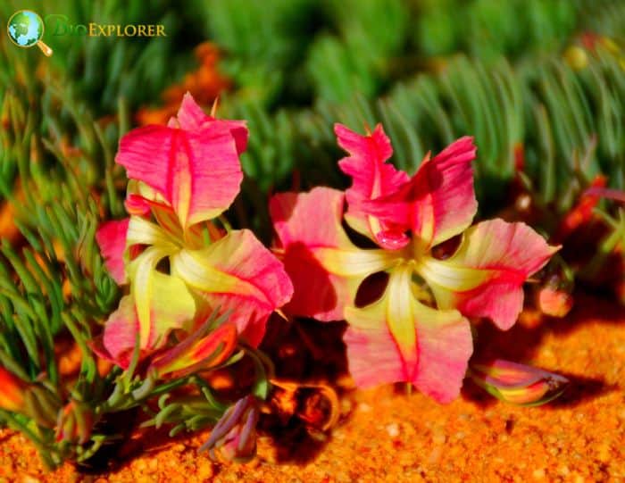 Wreath Lechenaultia