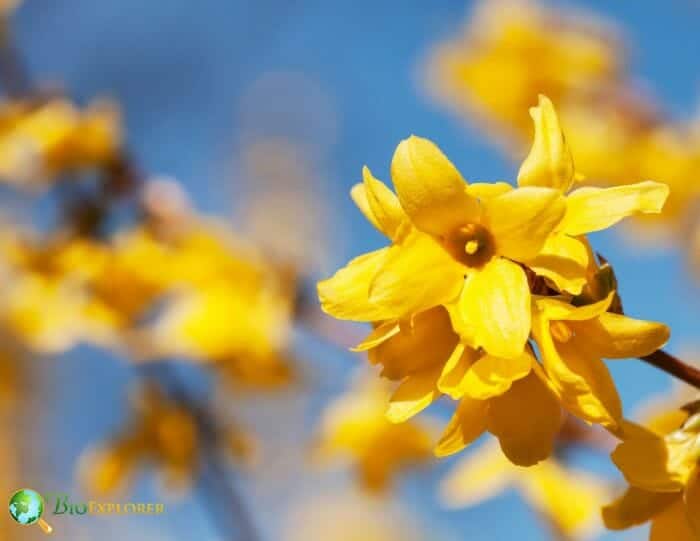 Yellow Forsythia Flowers Yellow Forsythia Flowers
