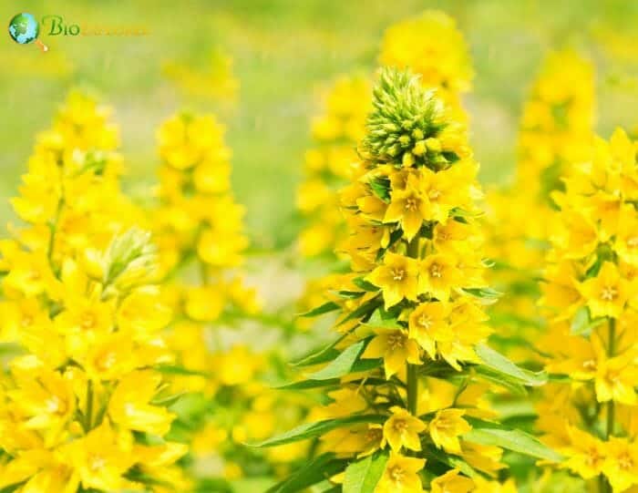 Yellow Loosestrife Flowers Yellow Loosestrife Flowers