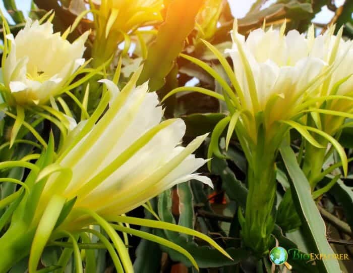 Yellowish Dragon Root Flowers Yellowish Dragon Root Flowers