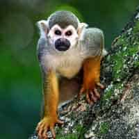 Zoography