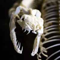 Zoometry